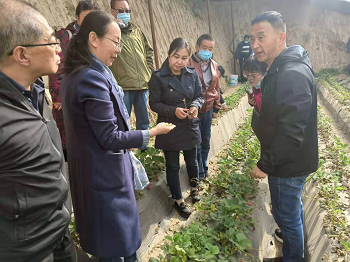 青海省设施蔬菜“千人指导 万人培训” 农技提升行动全面启动